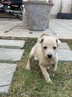 labrador puppy