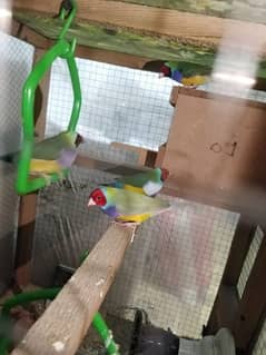 Goulding finches 1 piece price 5500