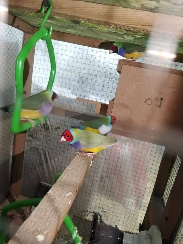 Goulding finches 1 piece price 5500 0