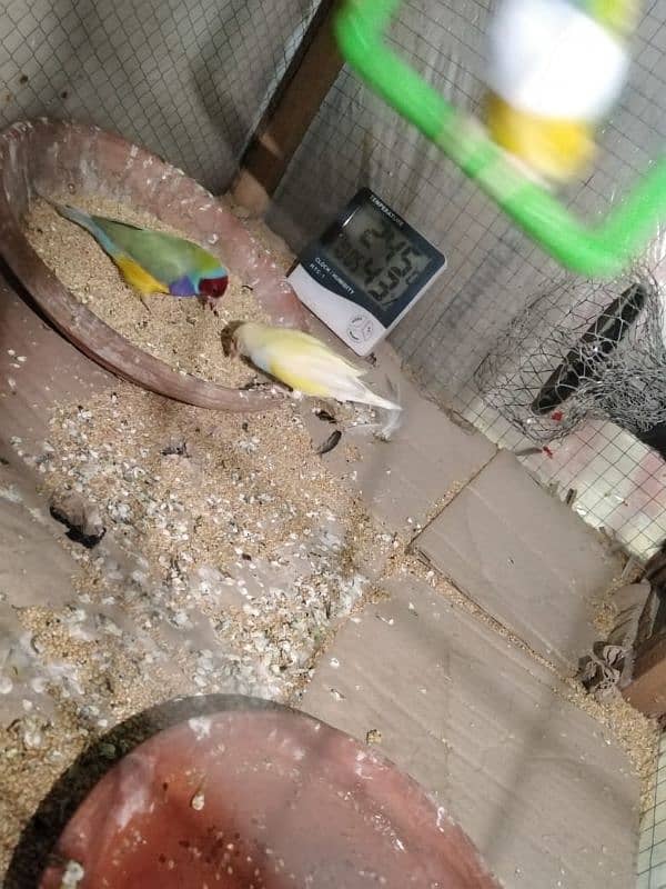 Goulding finches 1 piece price 5500 3