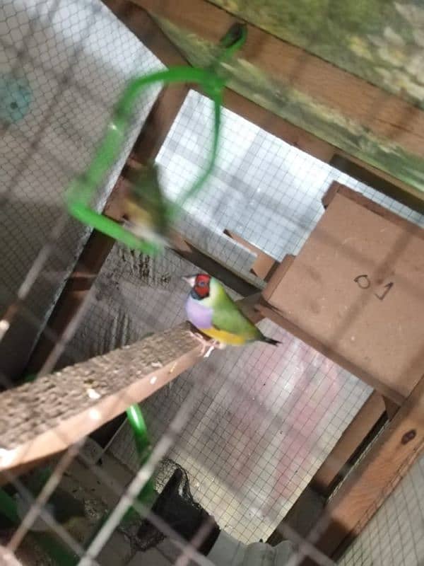 Goulding finches 1 piece price 5500 4