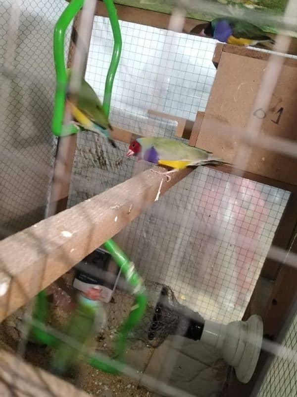 Goulding finches 1 piece price 5500 5