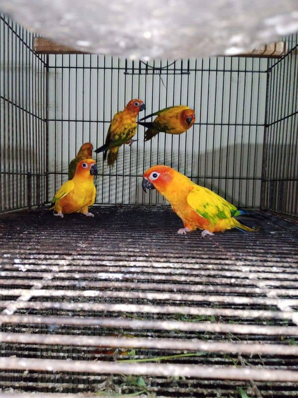 sun conure for sale 0