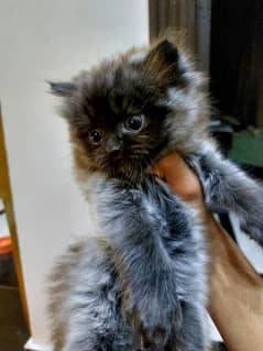 Persian Kitten