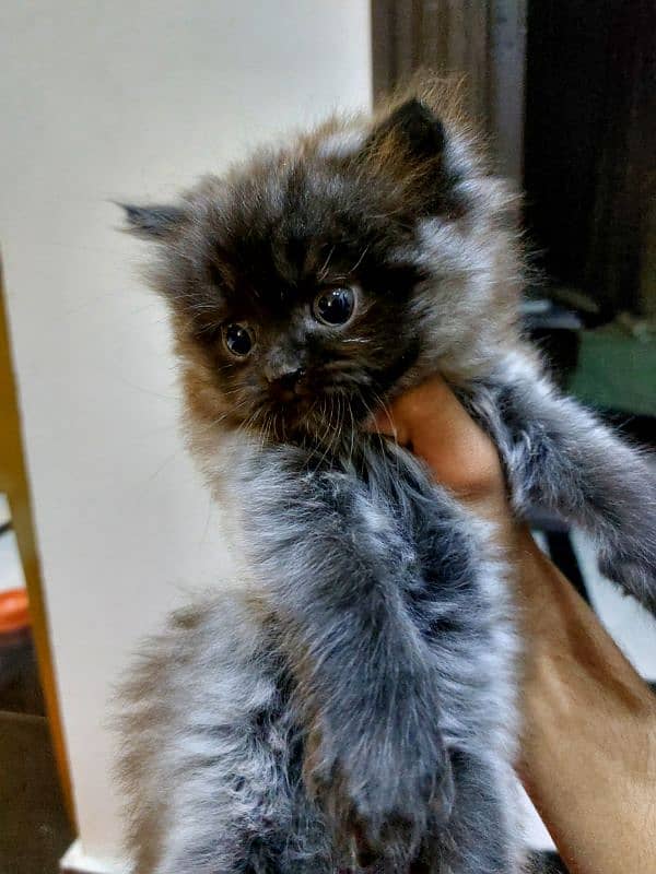 Persian Kitten 0