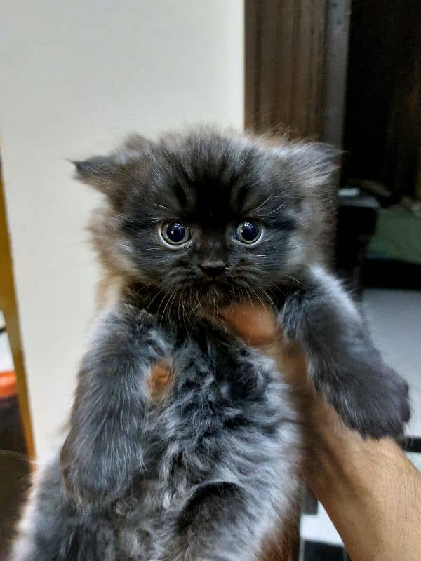 Persian Kitten 1