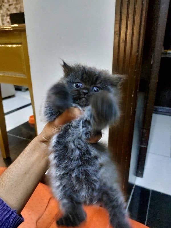 Persian Kitten 4