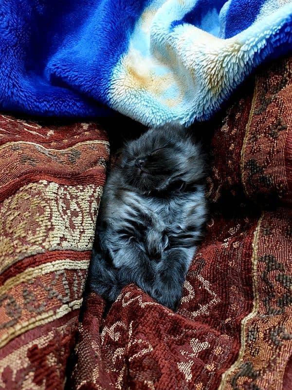 Persian Kitten 5