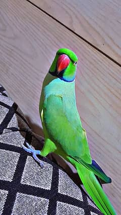 parrot