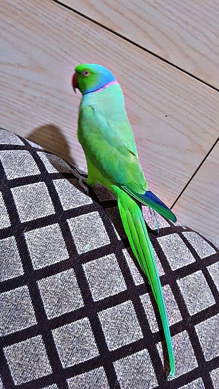 parrot 1