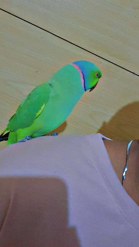 parrot 2