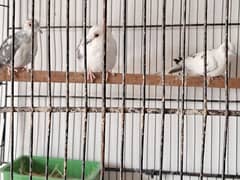 dove red pied silver