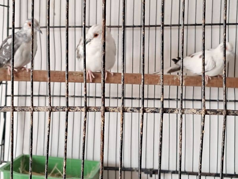 dove red pied silver 0