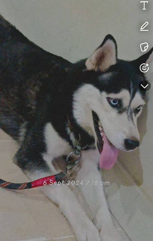 SIBERIAN HUSKY husky SINGLE COAT 2