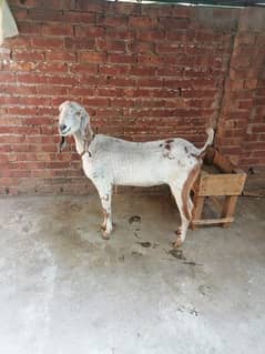 Rajan pori bakri