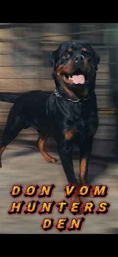 Rottweiler male available for stud only