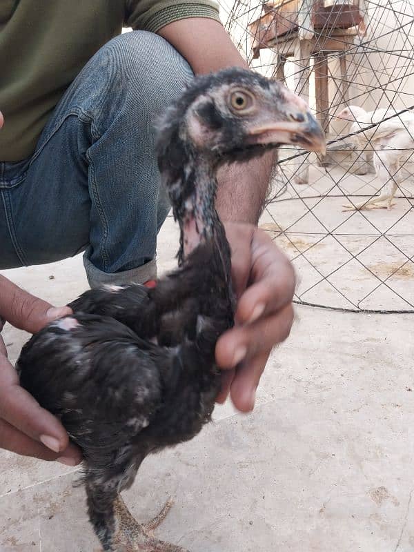 Qandhari Chicks 10