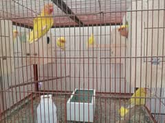 lotino love bird 4 pear ready to breed 1 peace lotino personata