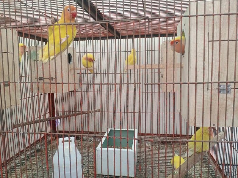 lotino love bird 4 pear ready to breed 1 peace lotino personata 0