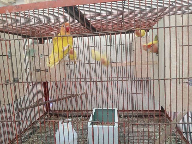 lotino love bird 4 pear ready to breed 1 peace lotino personata 1