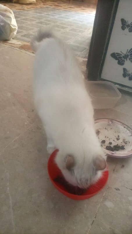 1male white colour . 2 fimale cat  1 silver grey and 2 fimalet 13