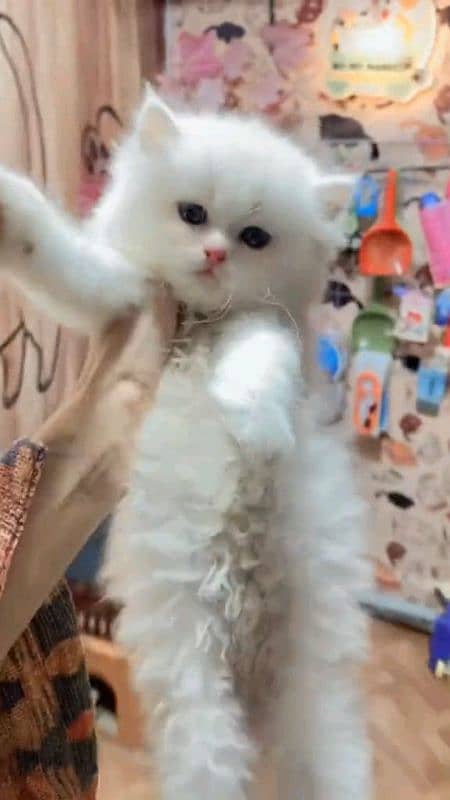 pairsian healthy and active kitten for sale 0