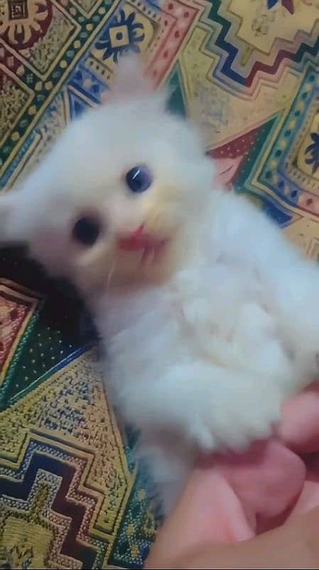 pairsian healthy and active kitten for sale 2