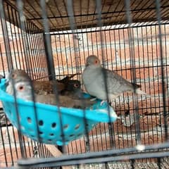 silver dove bleeder pair for sale nail tail all ok