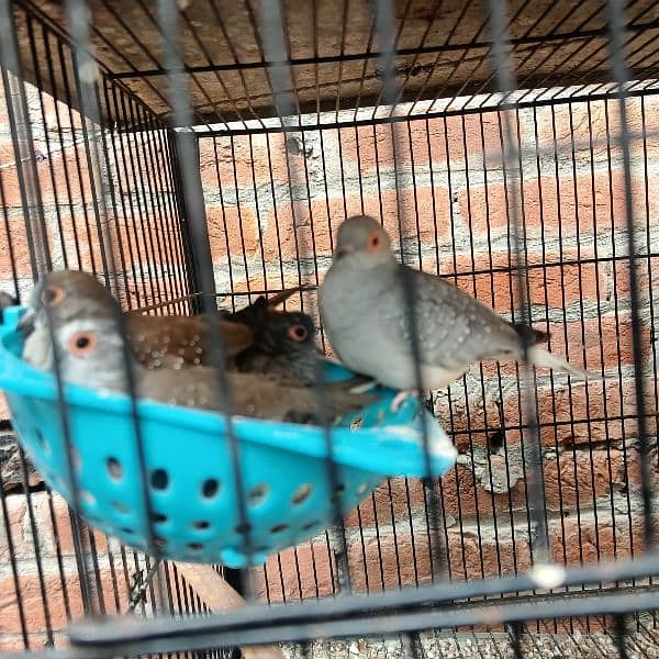 silver dove bleeder pair for sale nail tail all ok 0