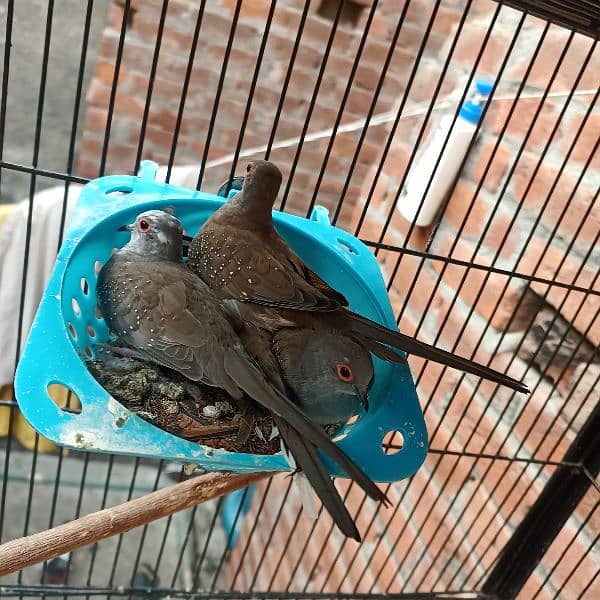 silver dove bleeder pair for sale nail tail all ok 1