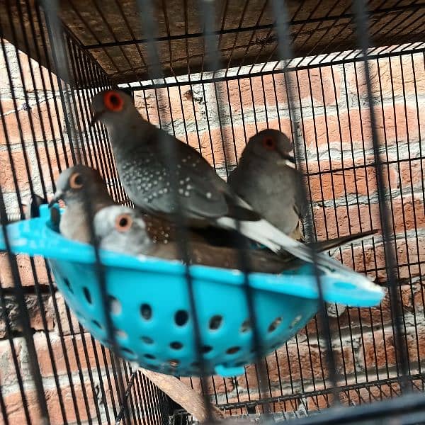 silver dove bleeder pair for sale nail tail all ok 2