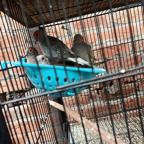 silver dove bleeder pair for sale nail tail all ok 3