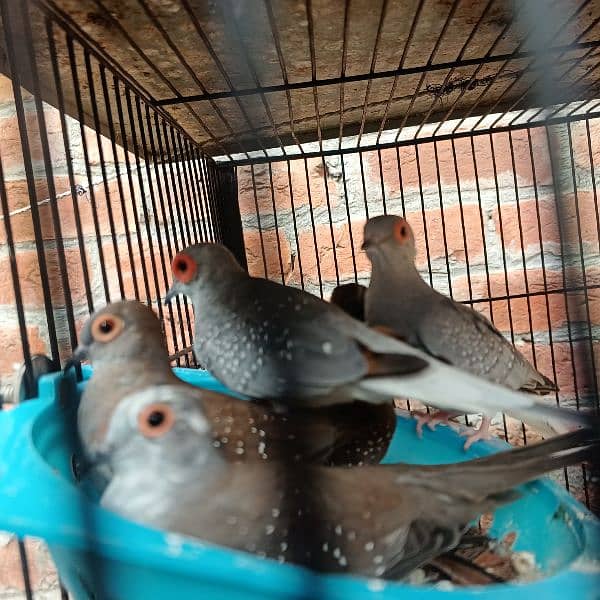 silver dove bleeder pair for sale nail tail all ok 4