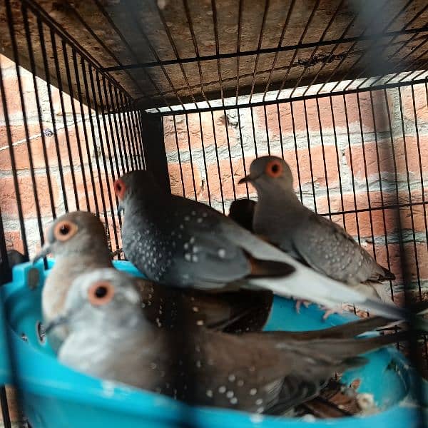 silver dove bleeder pair for sale nail tail all ok 5