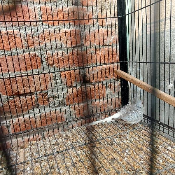 silver dove bleeder pair for sale nail tail all ok 6