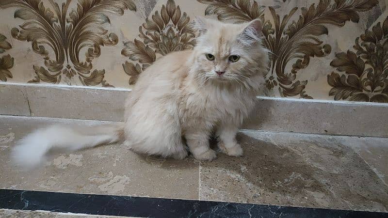 Persian Female Cat Available 0