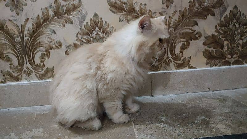 Persian Female Cat Available 1