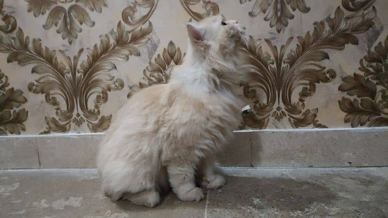 Persian Female Cat Available 2