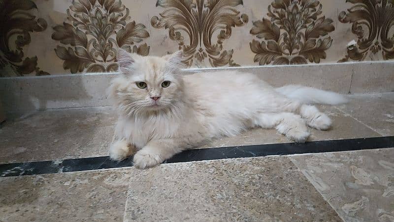 Persian Female Cat Available 3