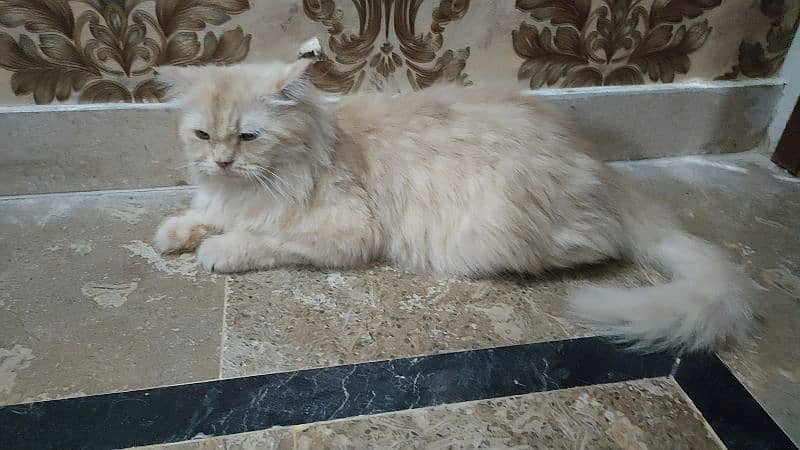 Persian Female Cat Available 4