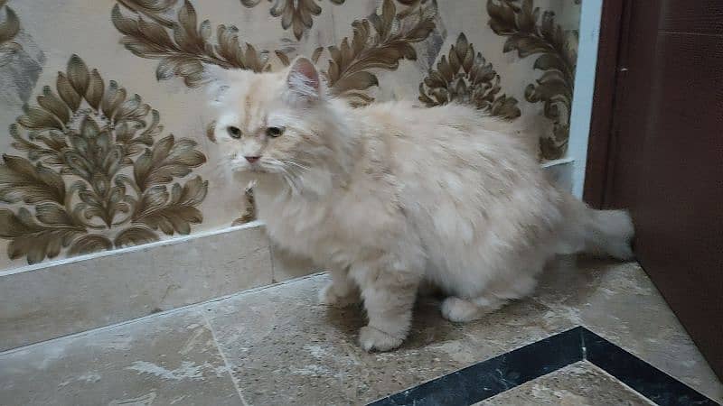 Persian Female Cat Available 5