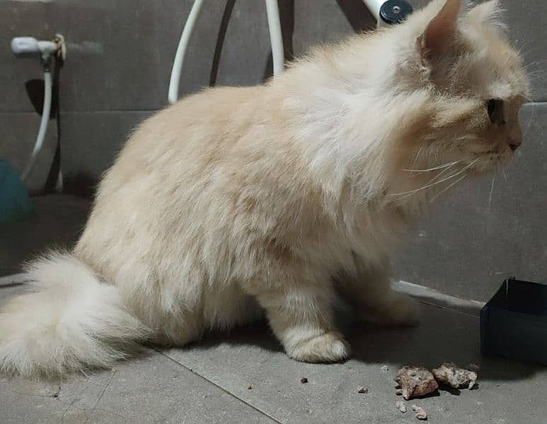 Persian Female Cat Available 6