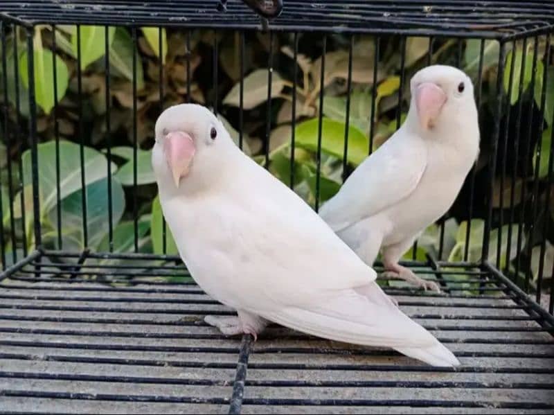 Albino red eye blue 2  females 03248531614 0