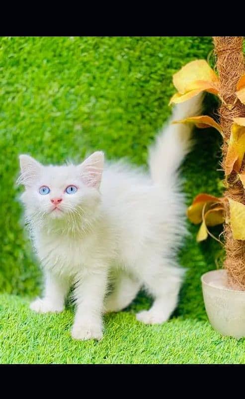 Persian cat | fancy cats |urgent sale Persian | low price | Punch face 0