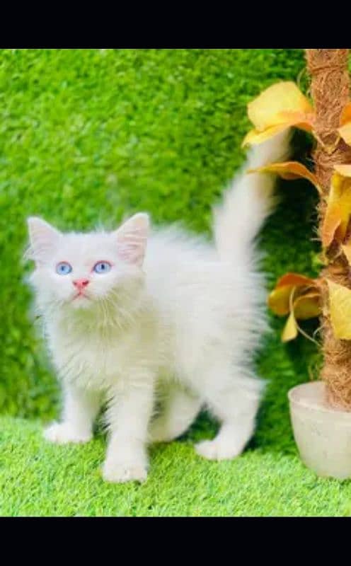 Persian cat | fancy cats |urgent sale Persian | low price | Punch face 1