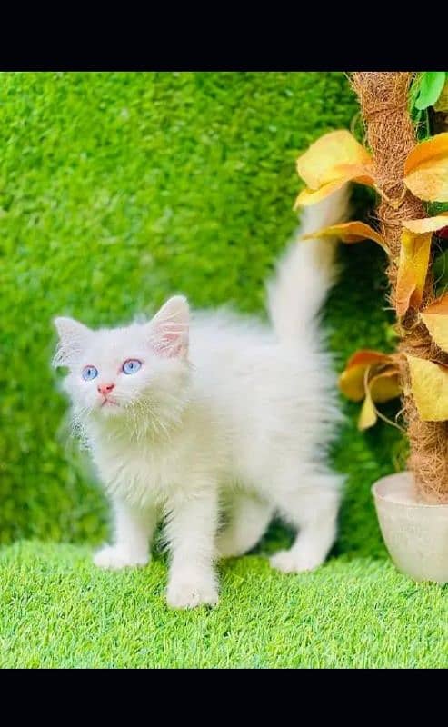 Persian cat | fancy cats |urgent sale Persian | low price | Punch face 2