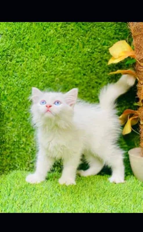 Persian cat | fancy cats |urgent sale Persian | low price | Punch face 3