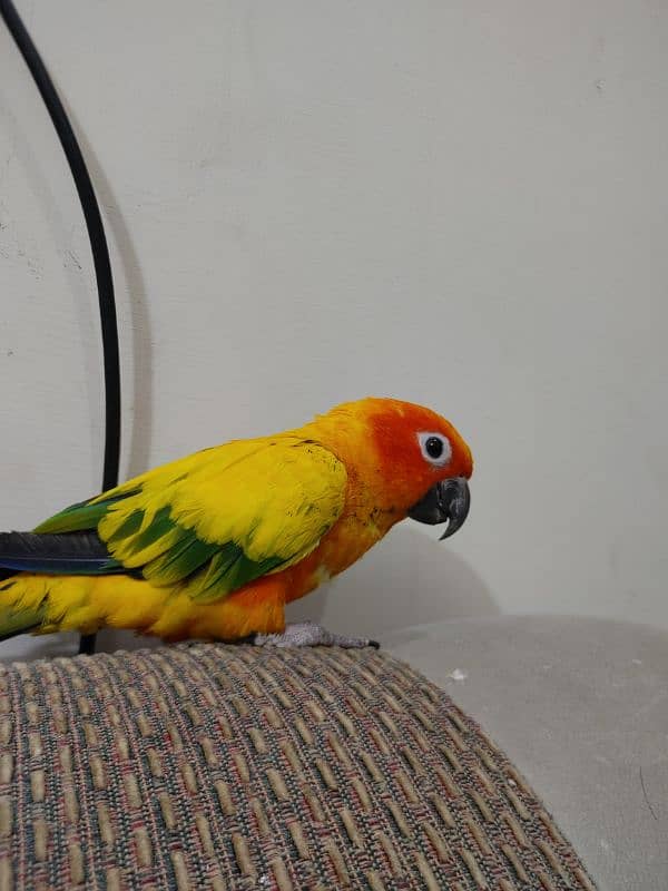 Sun Conure Semi Tame 0