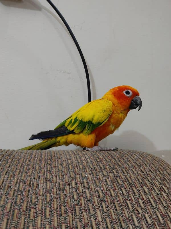 Sun Conure Semi Tame 1