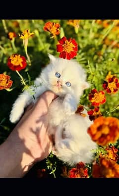 Persian cat | fancy cats |urgent sale Persian | low price | Punch face